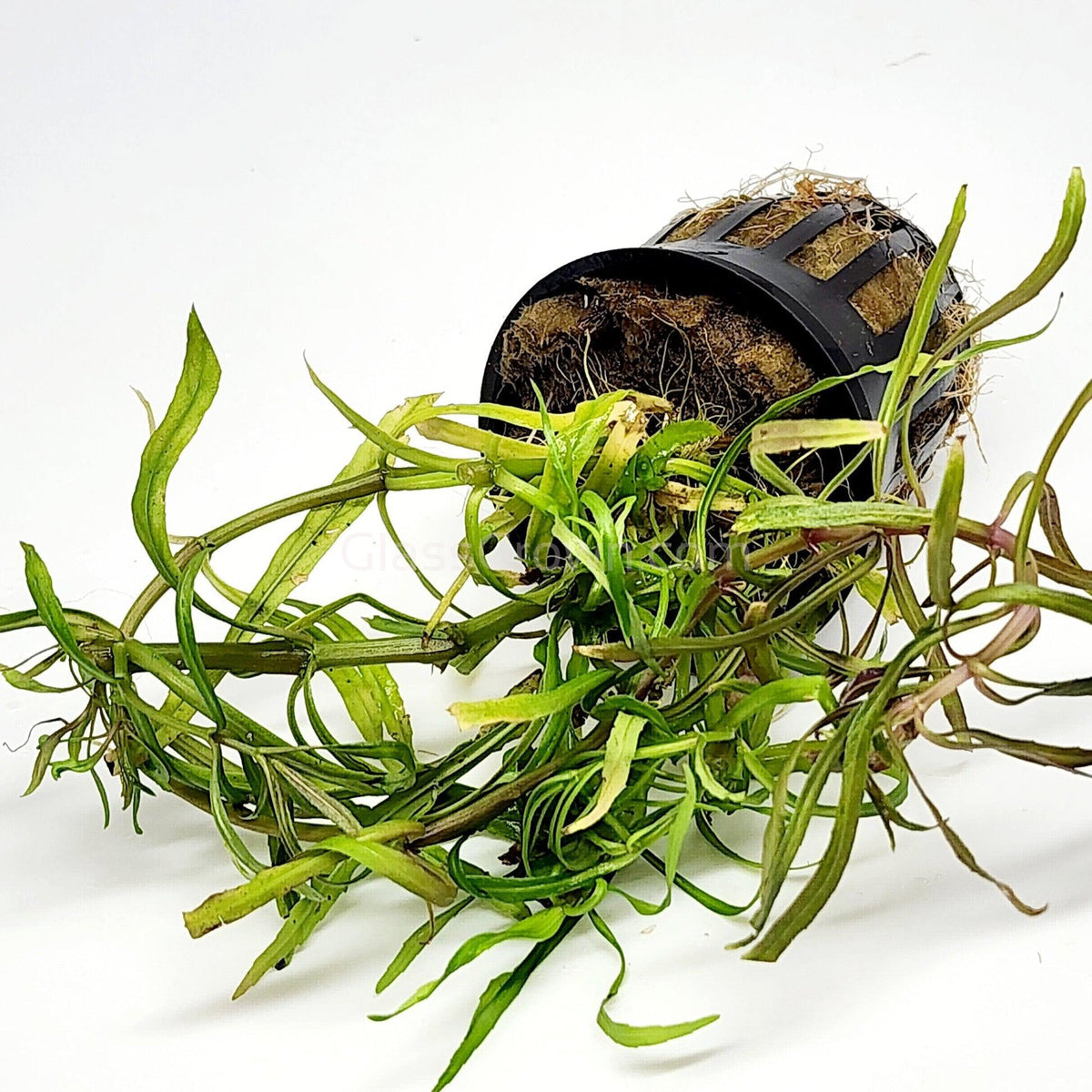Bunch Pogostemon Stellatus 'Octopus'