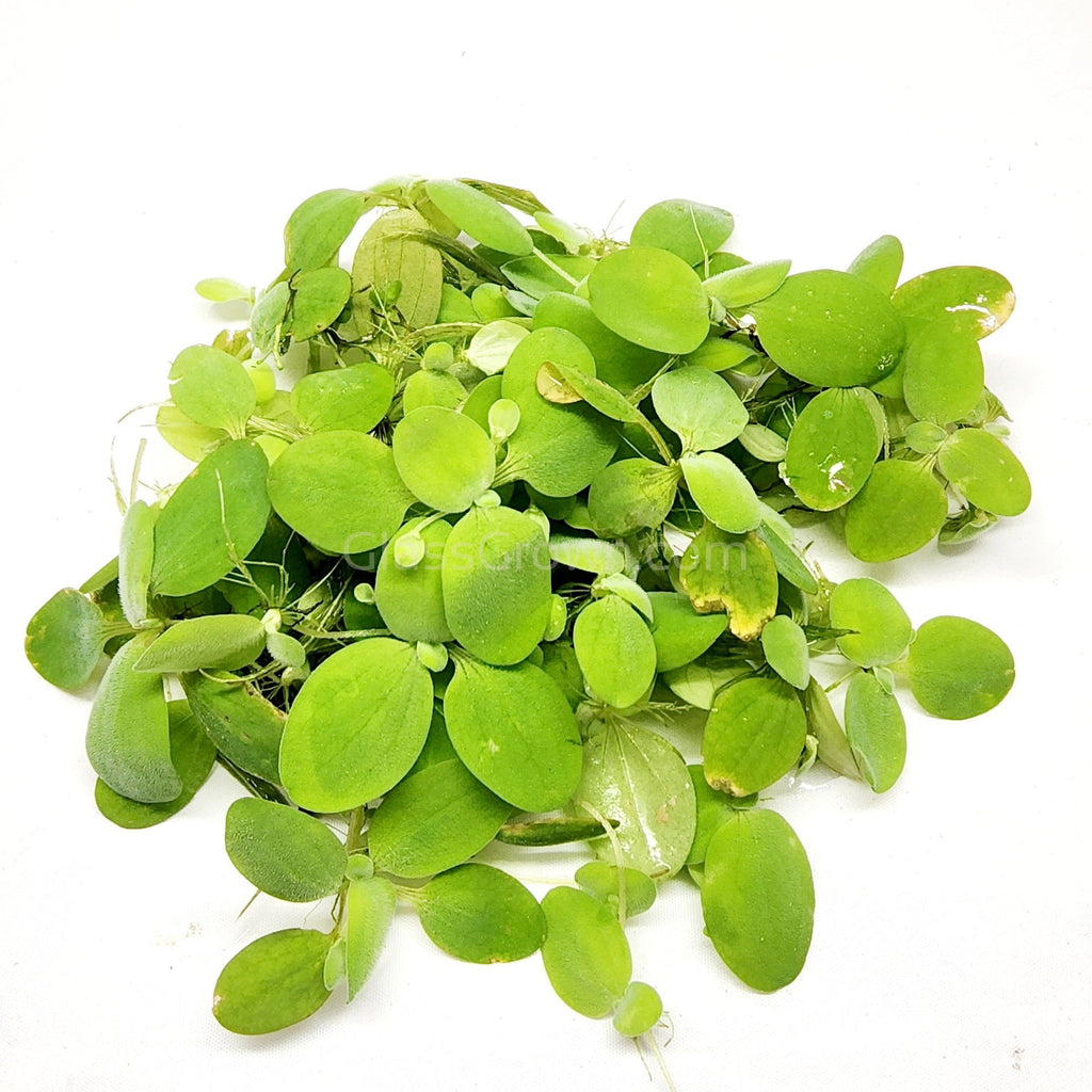 Dwarf Water Lettuce 4 oz portion