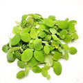 Dwarf Water Lettuce 4 oz portion