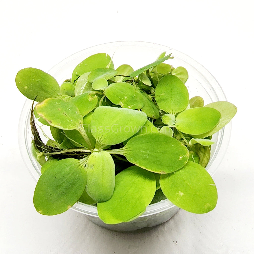 Dwarf Water Lettuce 4 oz portion