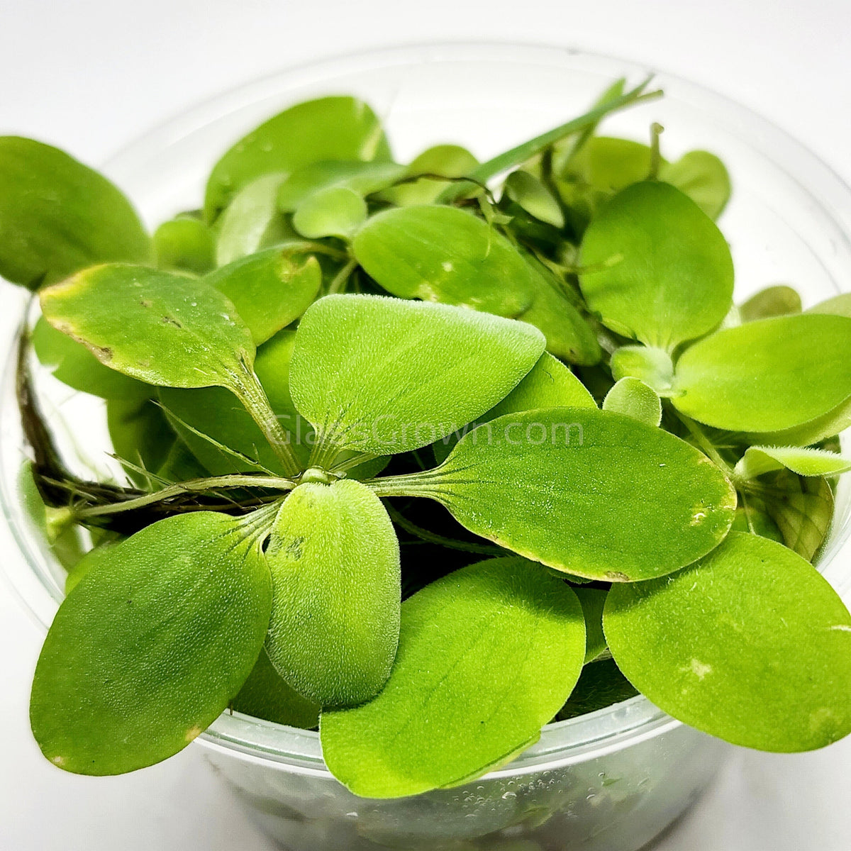 Dwarf Water Lettuce 4 oz portion
