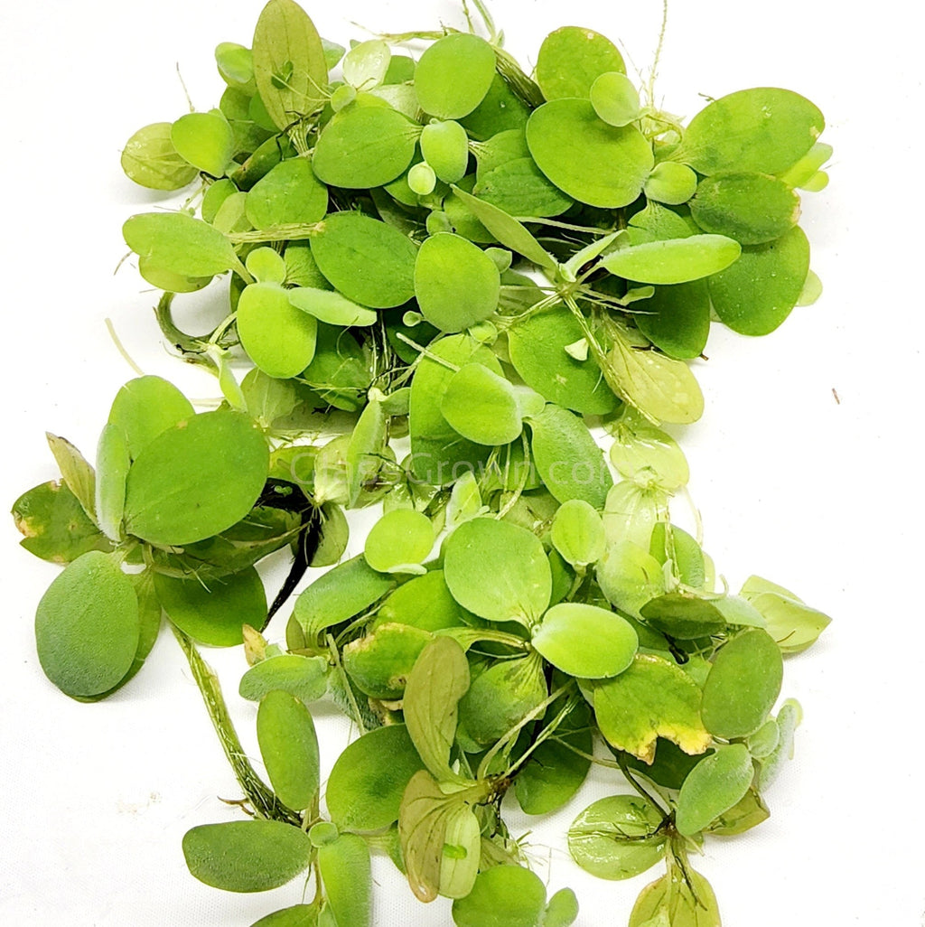 Dwarf Water Lettuce 4 oz portion