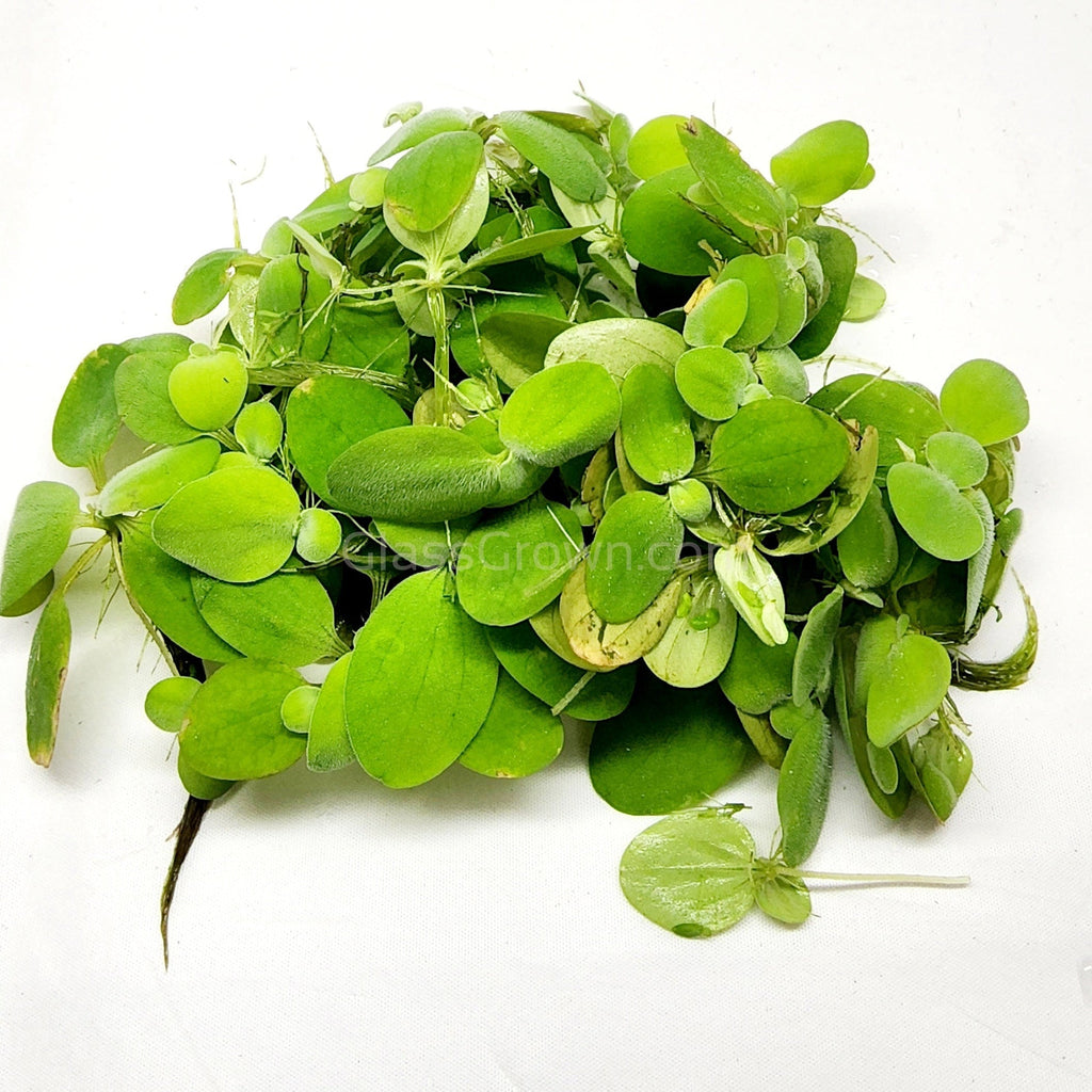 Dwarf Water Lettuce 4 oz portion