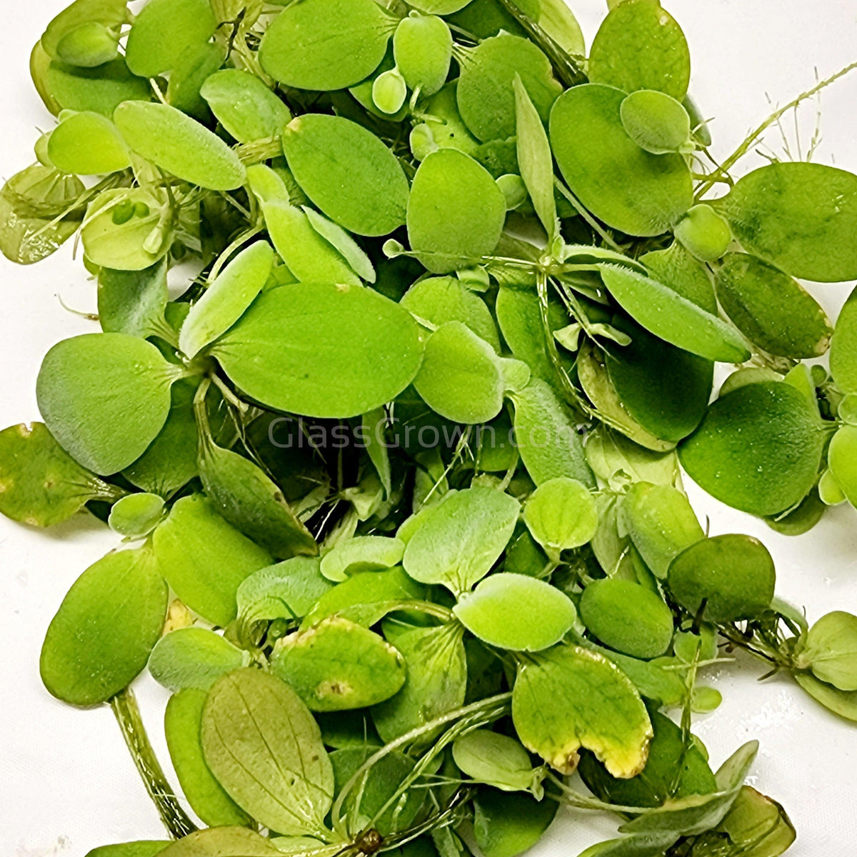 Dwarf Water Lettuce 4 oz portion