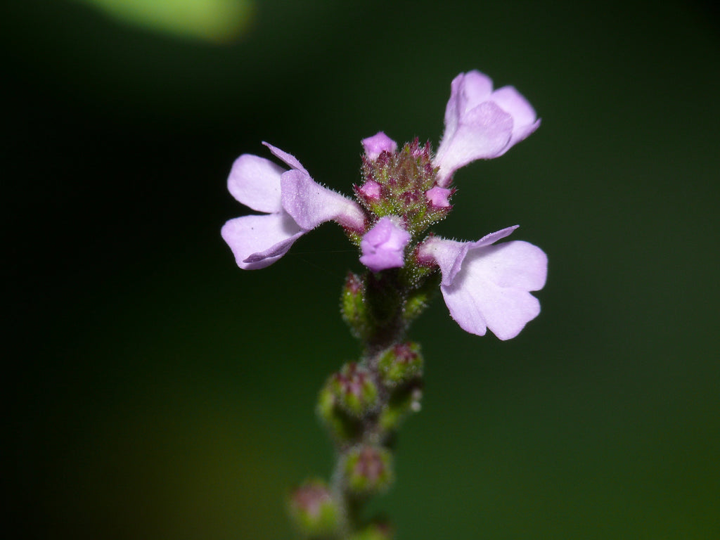 100 True Vervain Seeds - Verbena officinalis Seeds