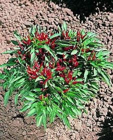 Thai Compact Pepper Seeds