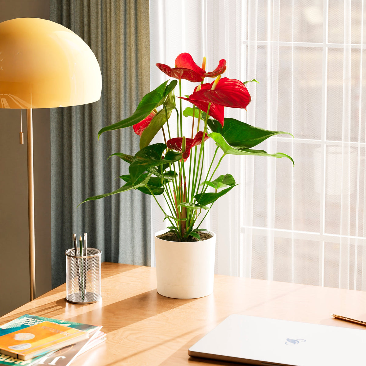 Flamingo Flower