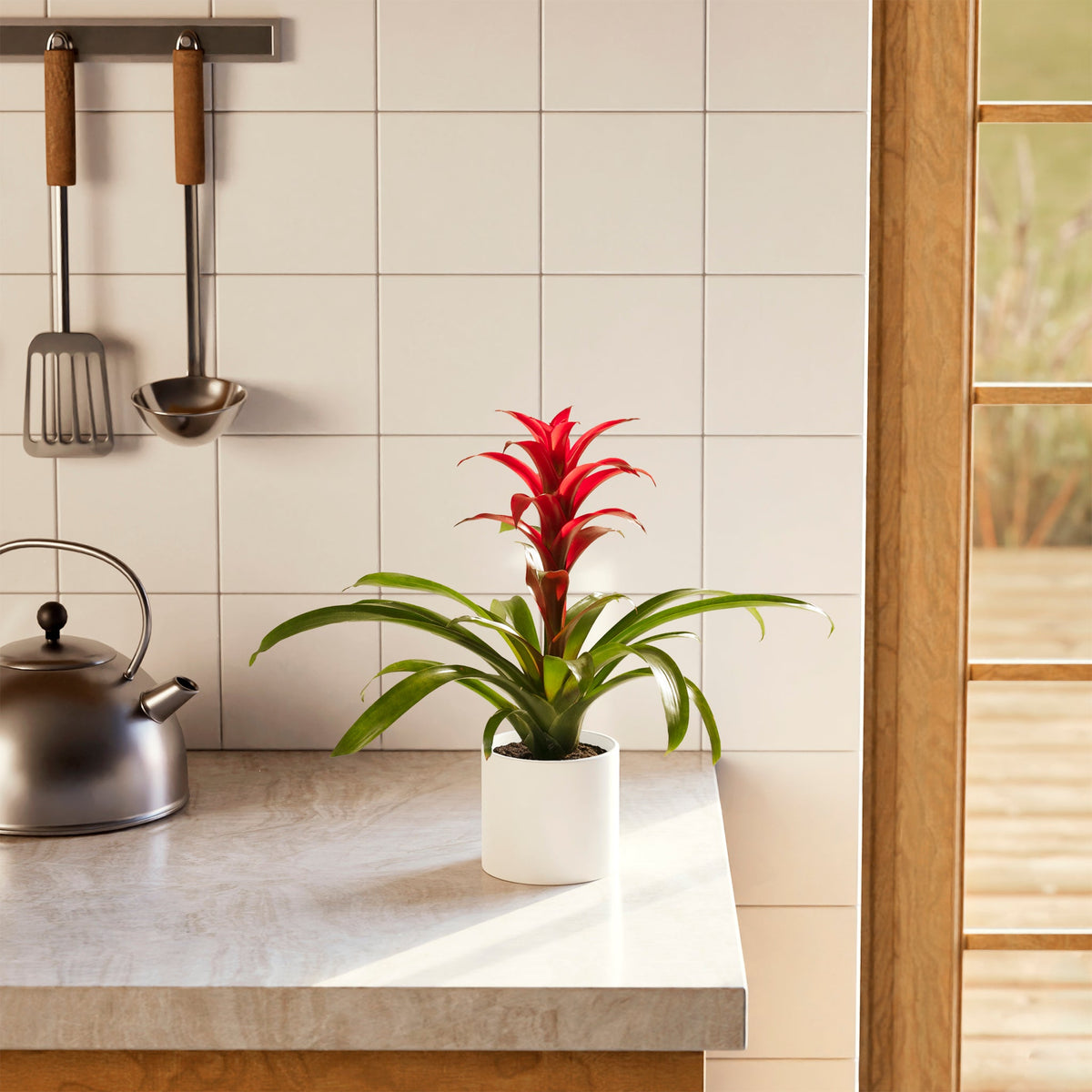 Bromeliad Guzmania