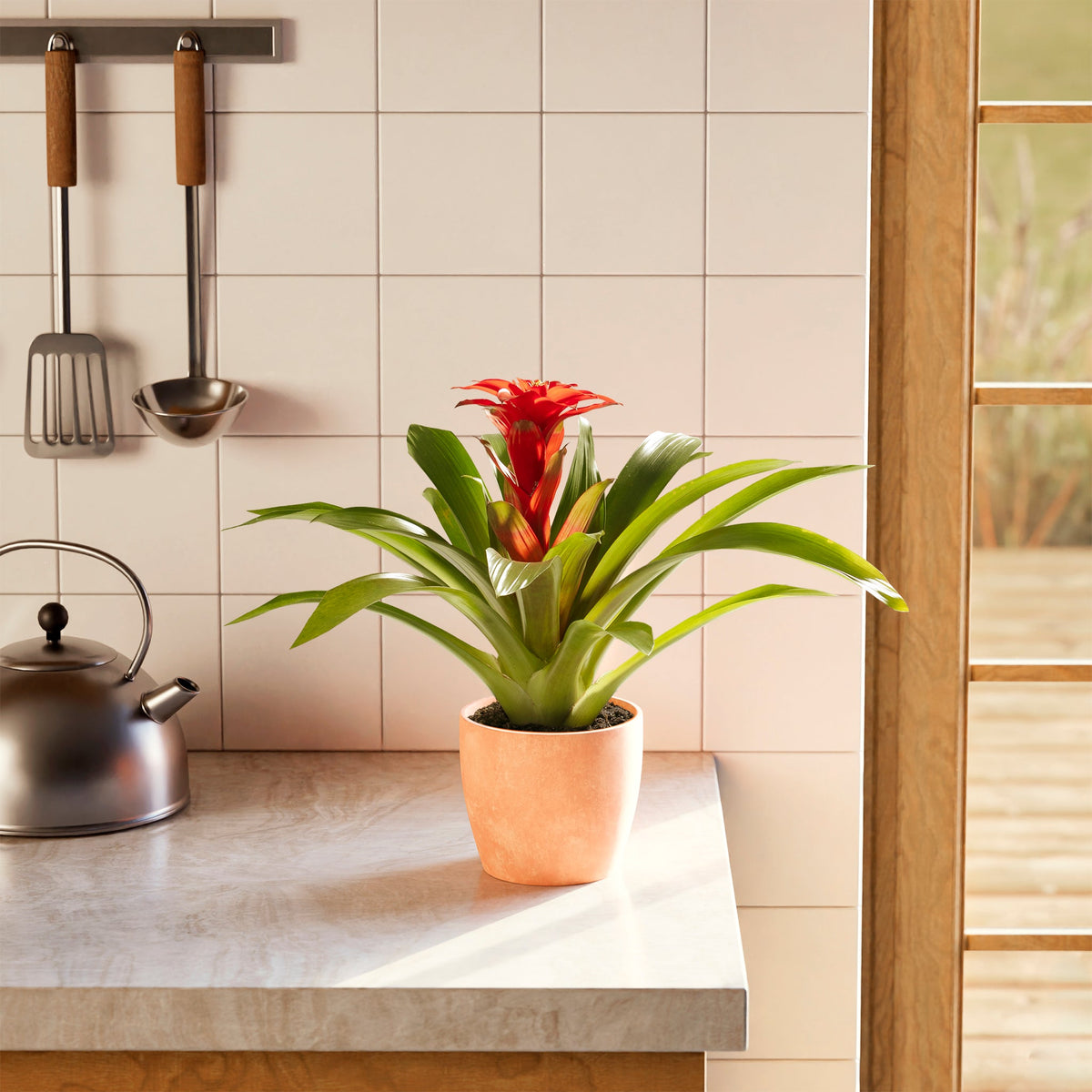 Bromeliad Guzmania