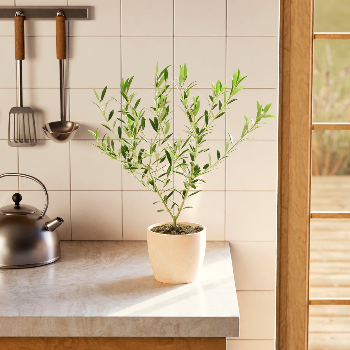 Indoor Olive Tree