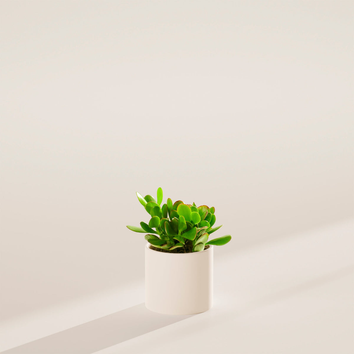 Jade Plant