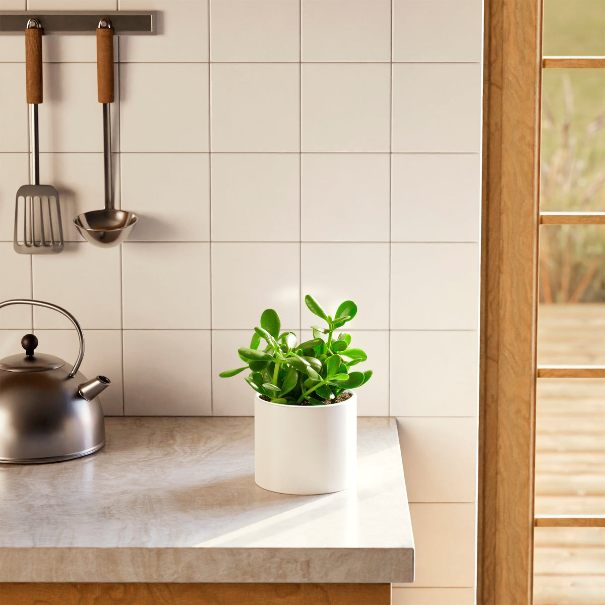 Jade Plant
