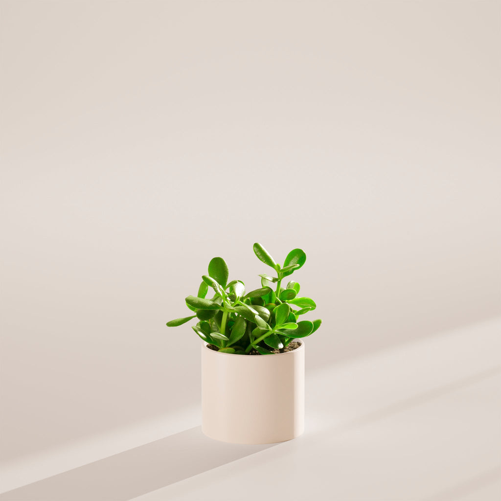 Jade Plant