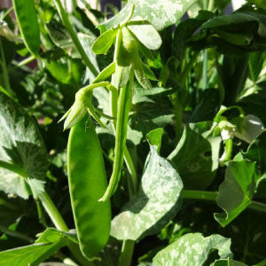 PEA Seeds, Oregon Sugar Pod