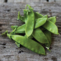 Oregon Giant Pea