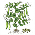 PEA Seeds, Oregon Sugar Pod