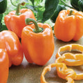 Coral Bell Pepper