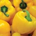 Sunbright Bell Pepper