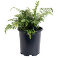 Japanese Painted Fern