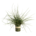 ColorGrass® Twister