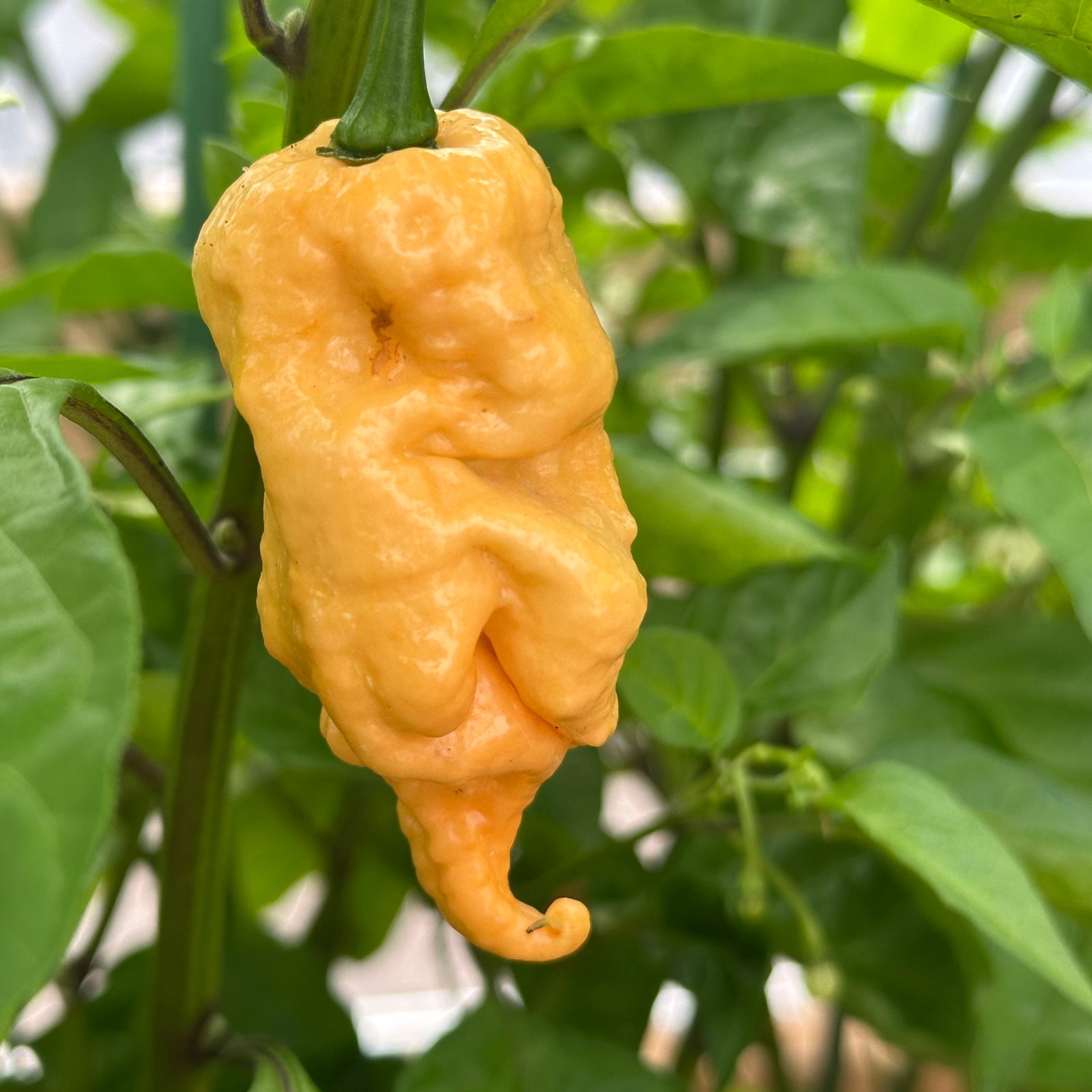 Jay's Peach Ghost Scorpion Pepper Seeds