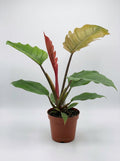Philodendron Choco Empress Hybrid