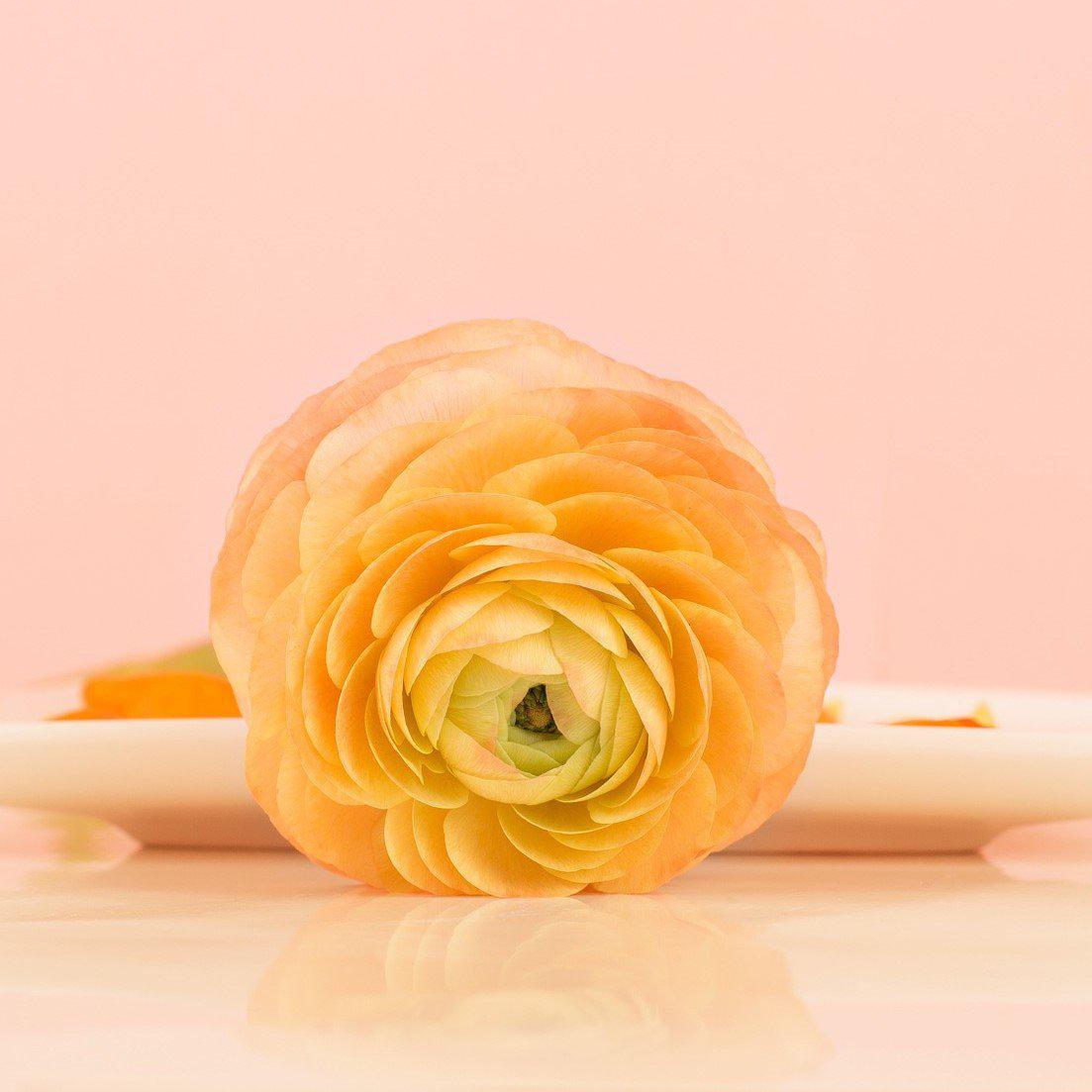 Ranunculus - Tecolote Gold