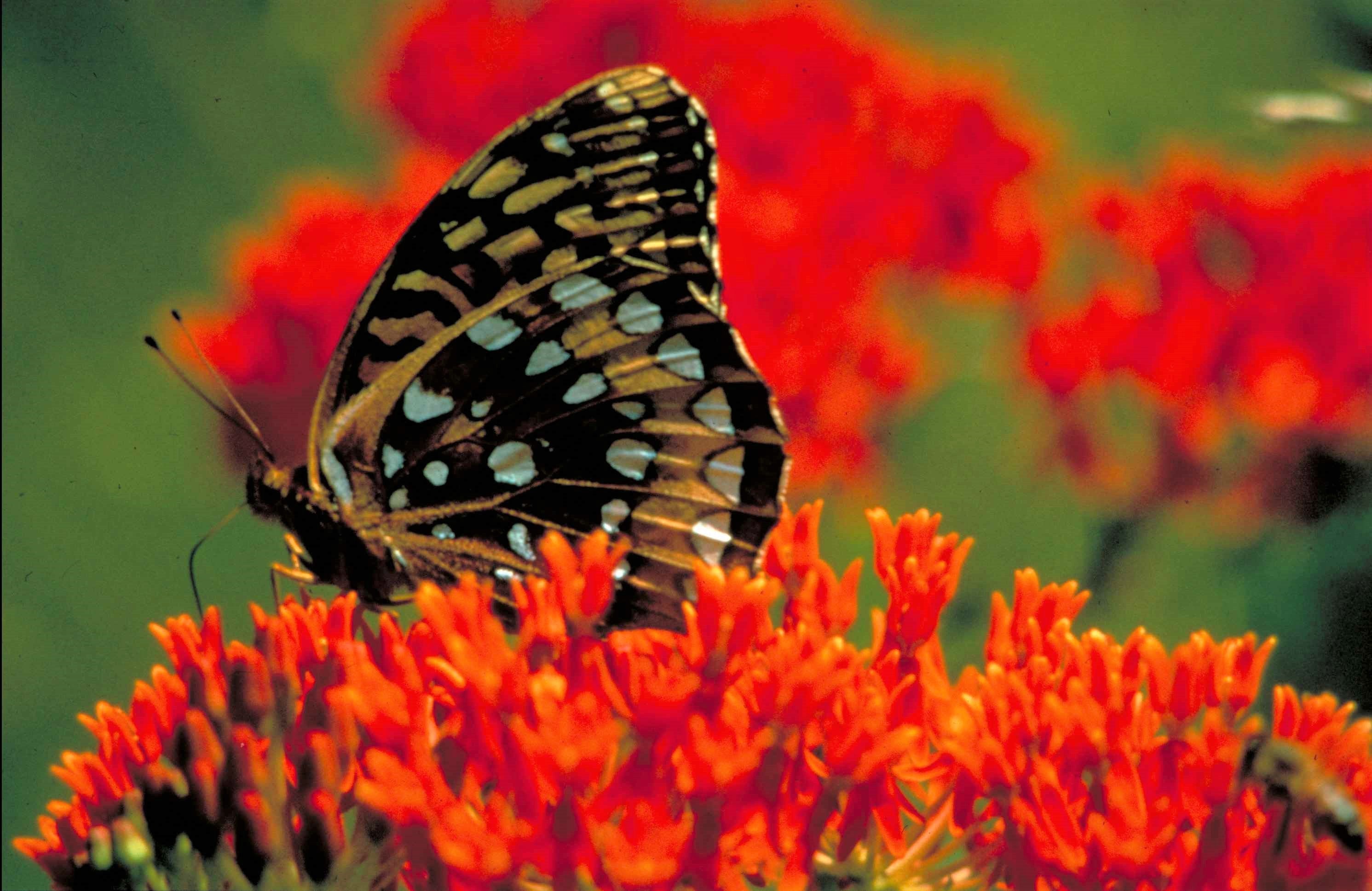 10 GAY BUTTERFLIES MILKWEED Red Yellow Orange Mix Asclepias Tuberosa Butterfly Weed Flower Seeds