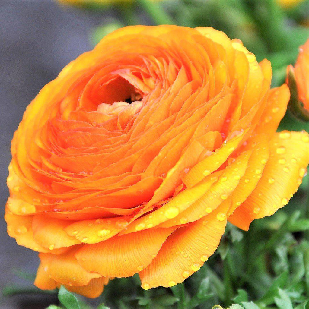 Ranunculus - Tecolote Rainbow Mix