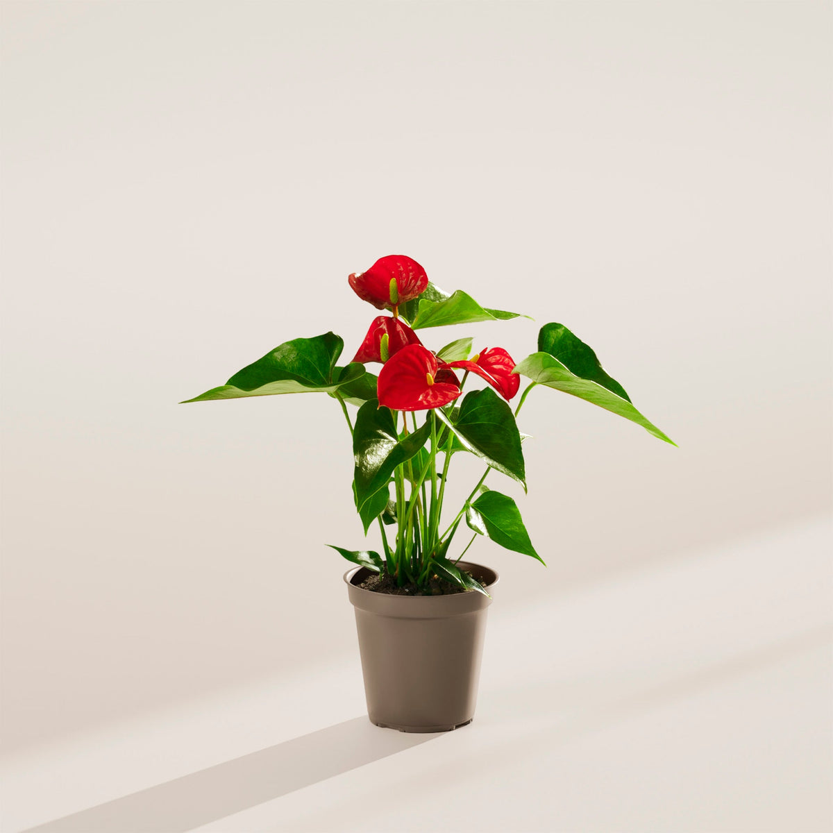 Flamingo Flower
