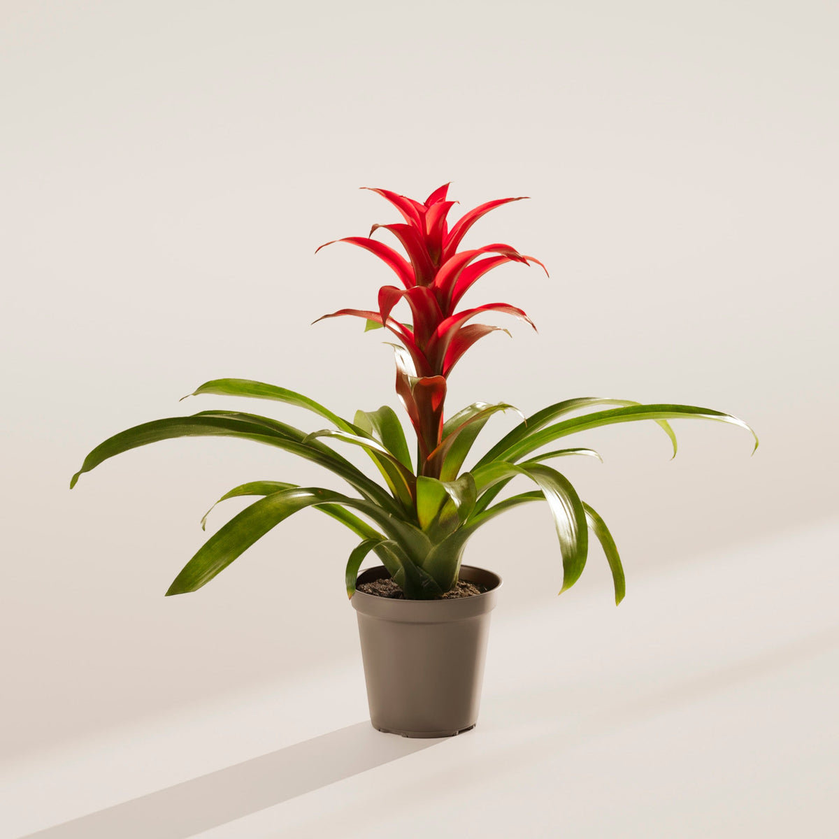 Bromeliad Guzmania