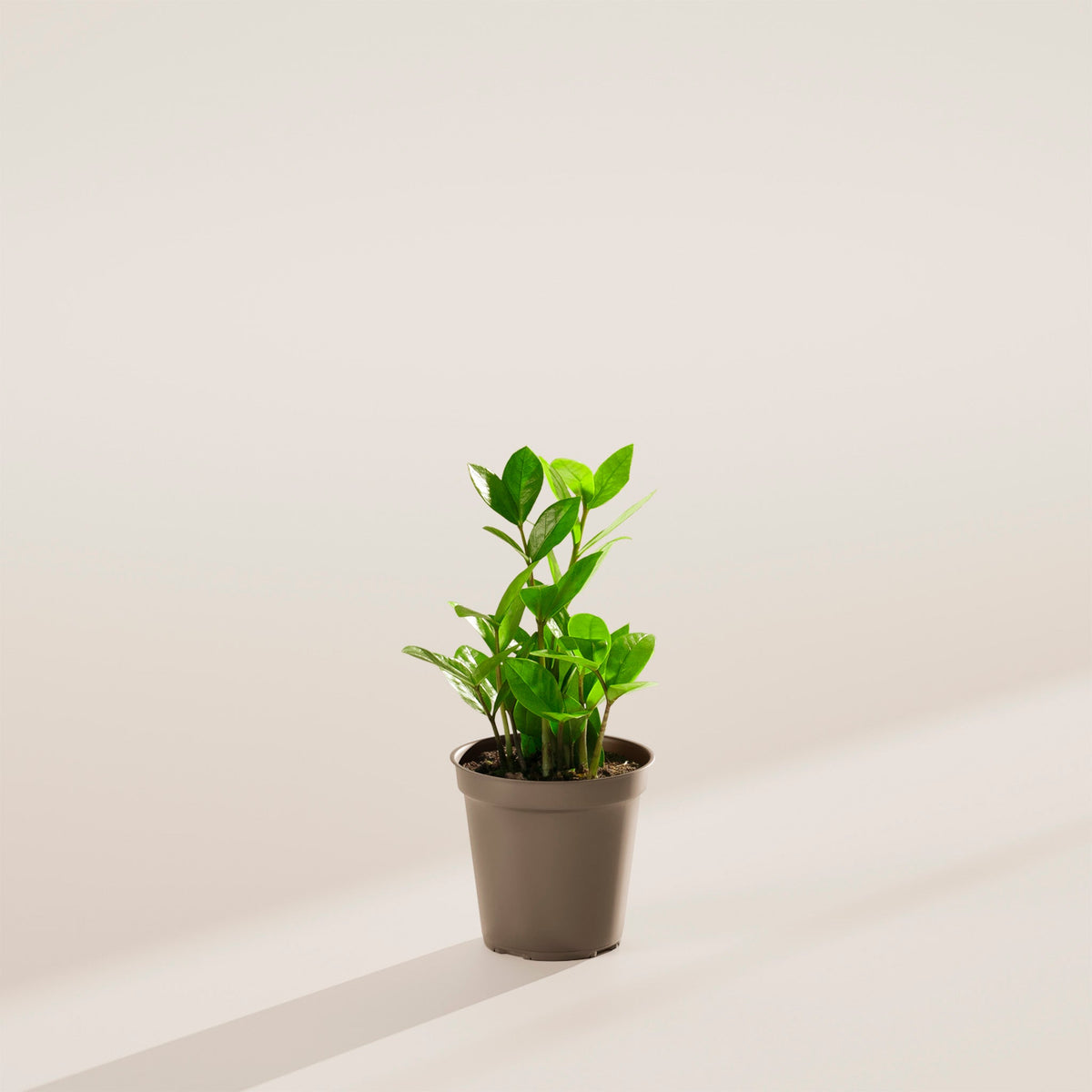 ZZ Plant