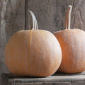 Winter Luxury Pumpkin