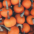 Sugar Pie Pumpkin