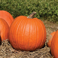 Howden Pumpkin