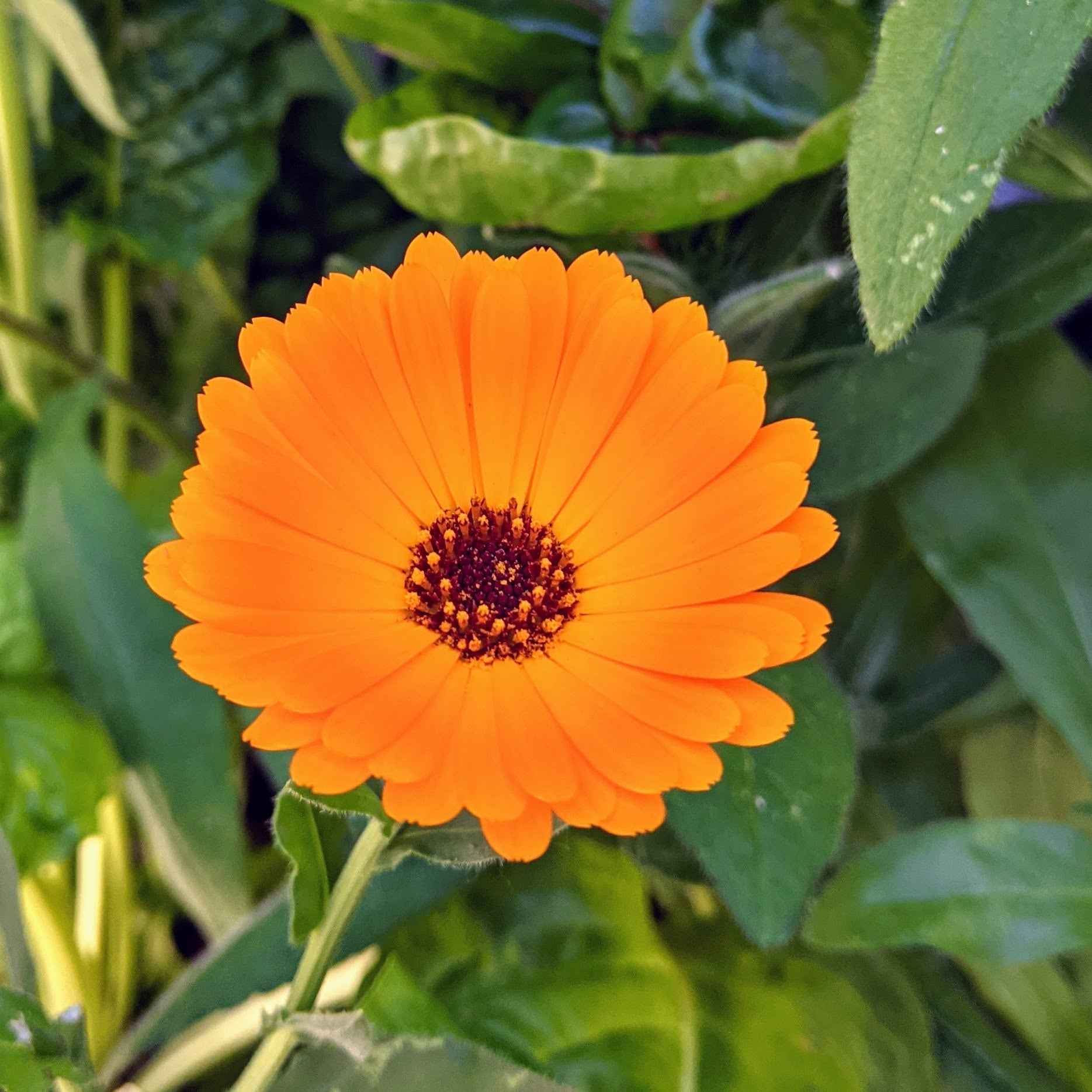 Calendula Seeds