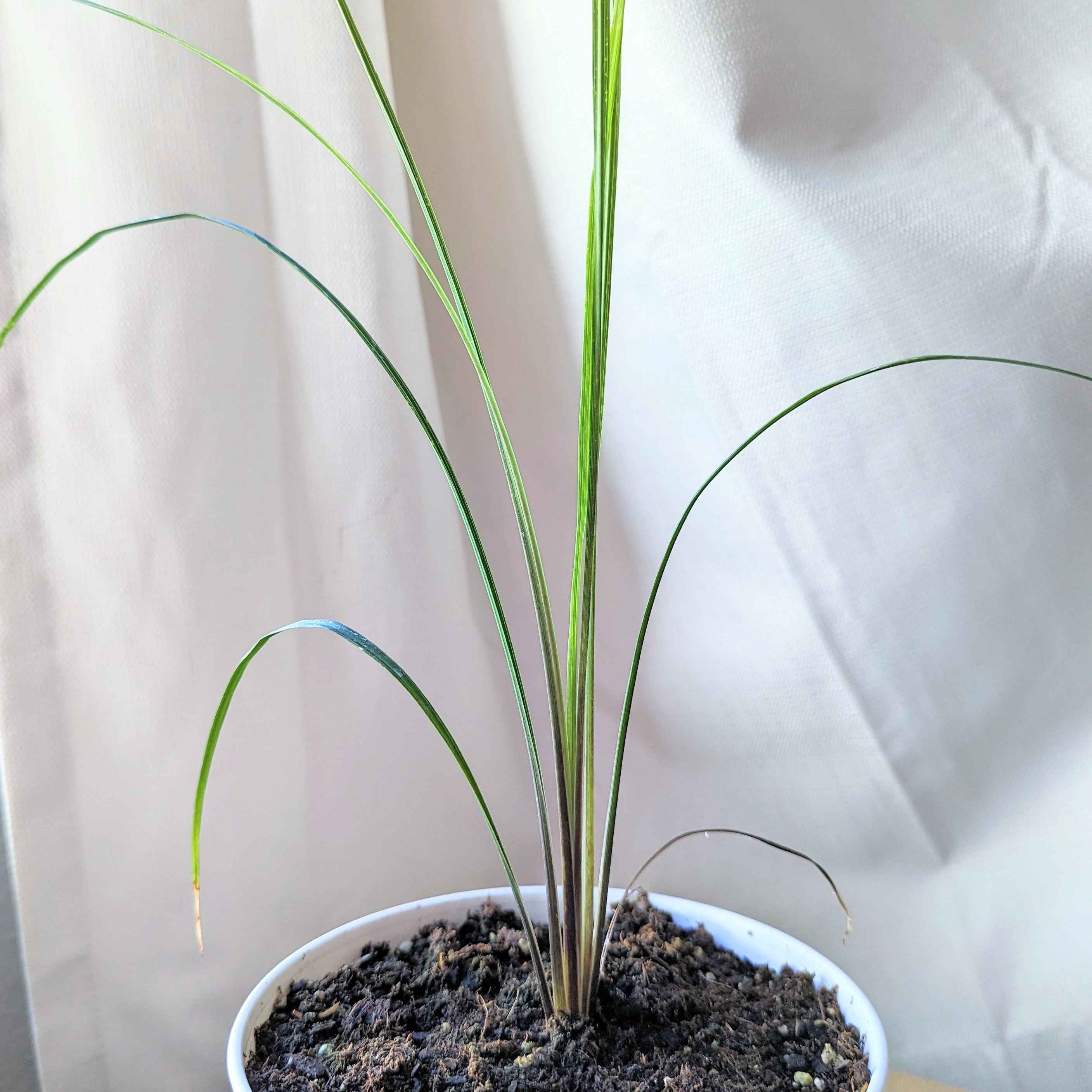 Dracaena Indivisa 'Spike' Seeds
