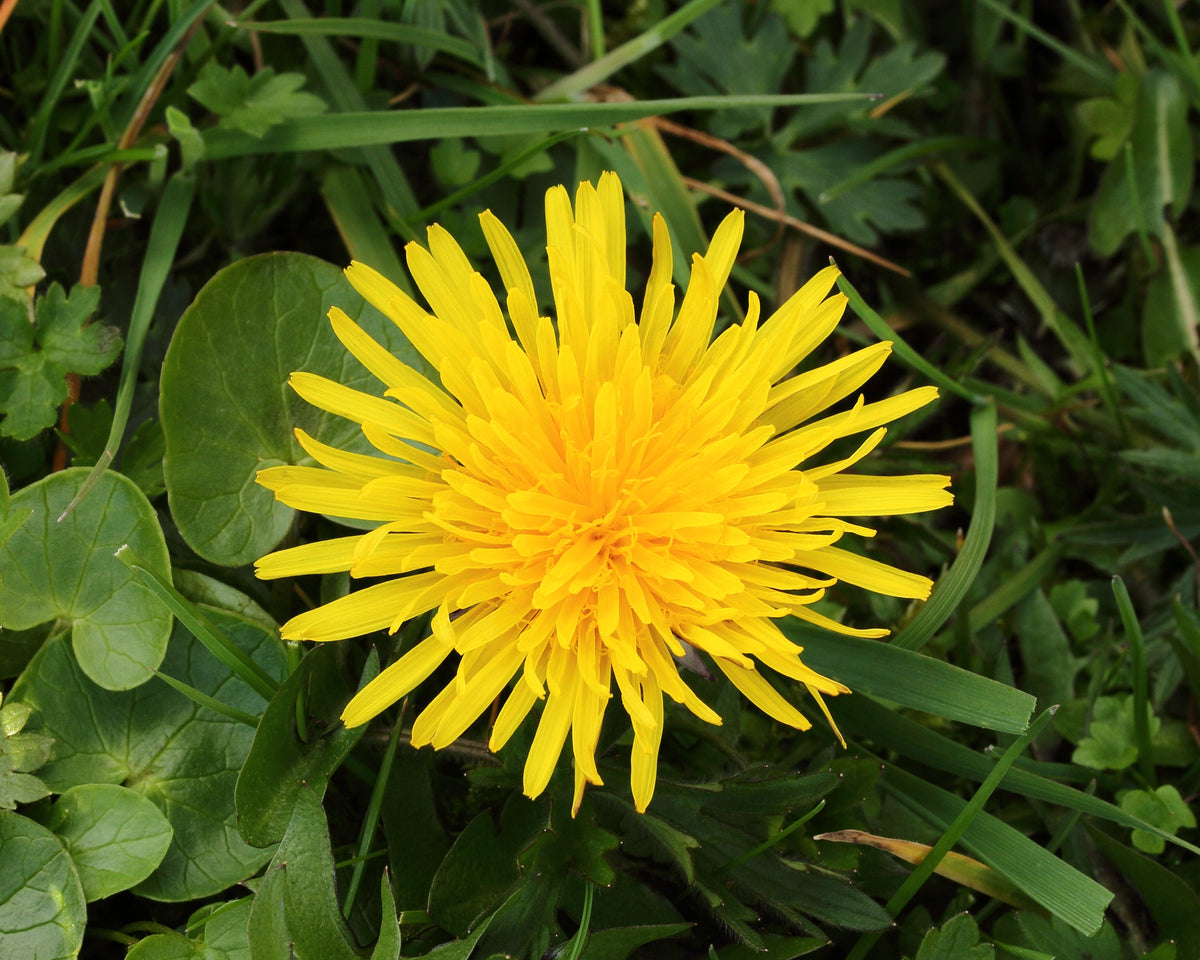 1000 Dandelion Seeds - Taraxacum officinale Seeds