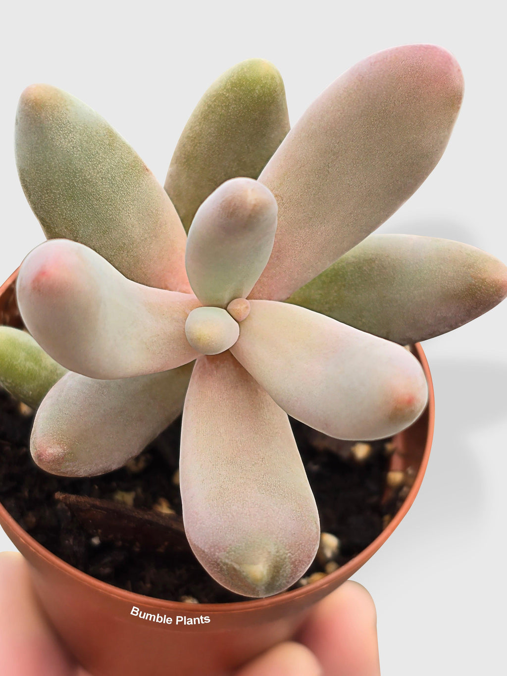 Pachyphytum Fittkaui
