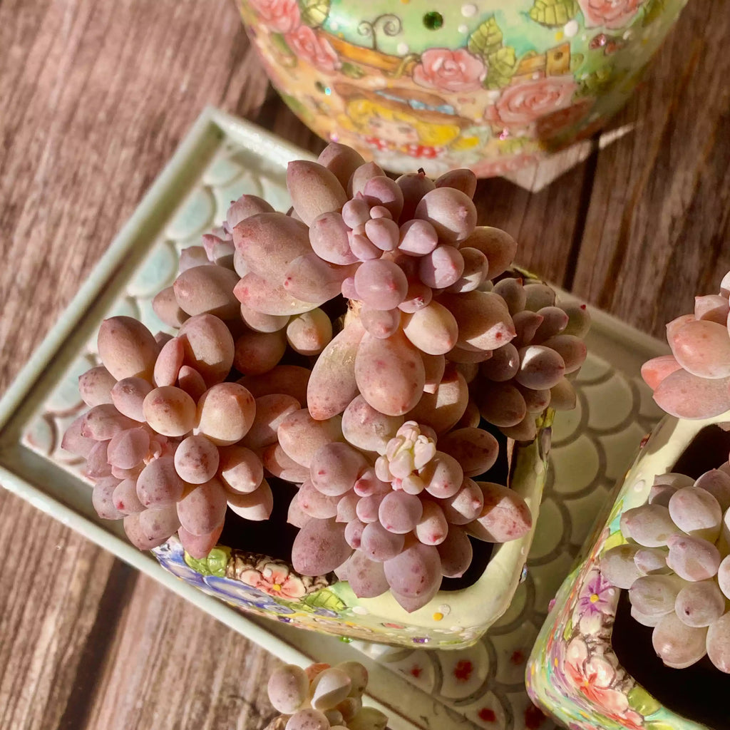 Pachyphytum Baby Fingers
