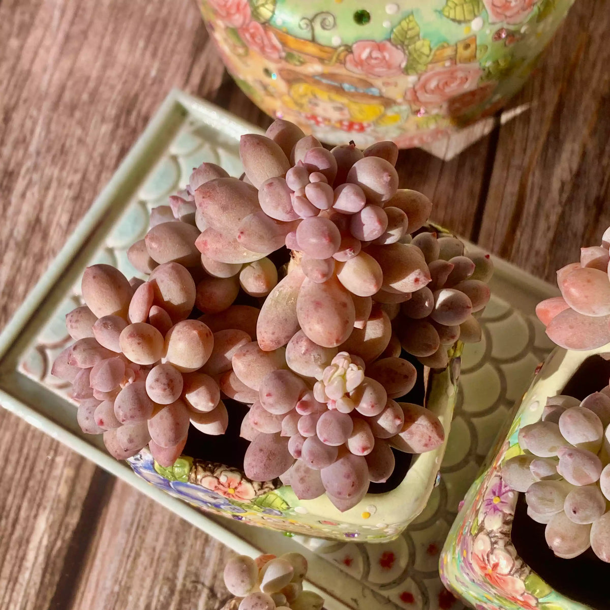 Pachyphytum Baby Fingers