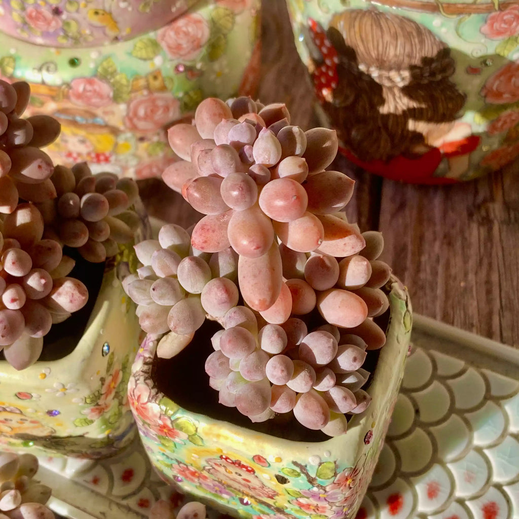 Pachyphytum Baby Fingers