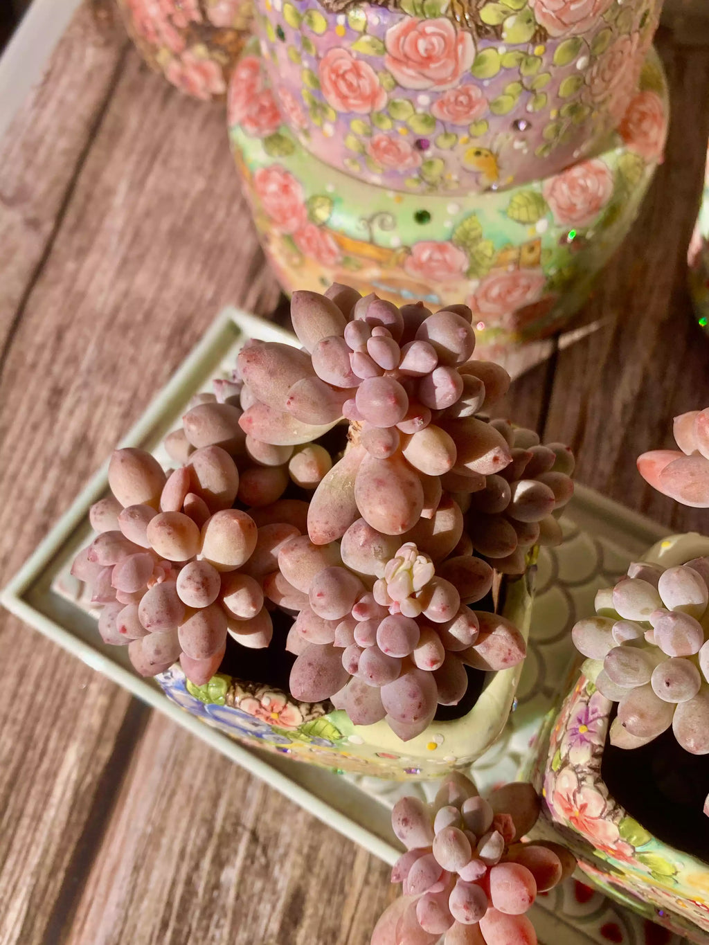 Pachyphytum Baby Fingers