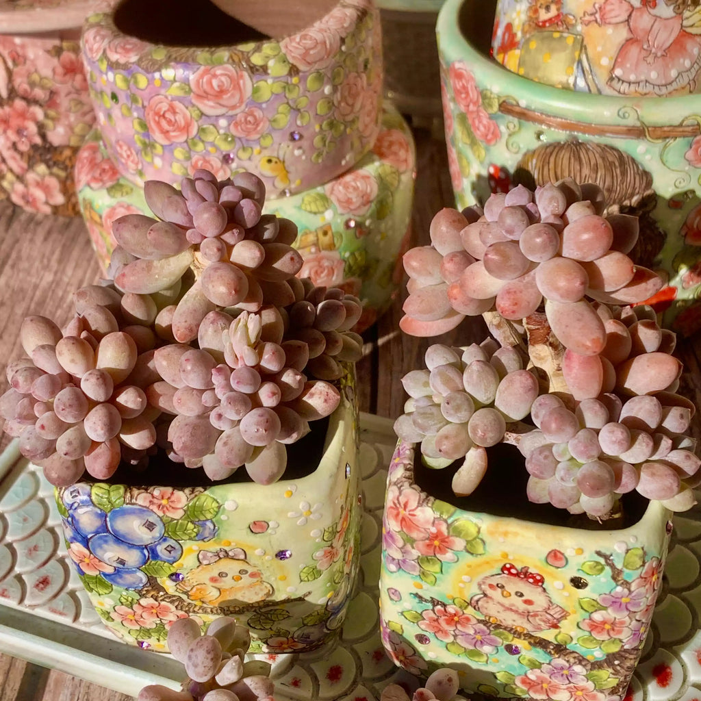 Pachyphytum Baby Fingers