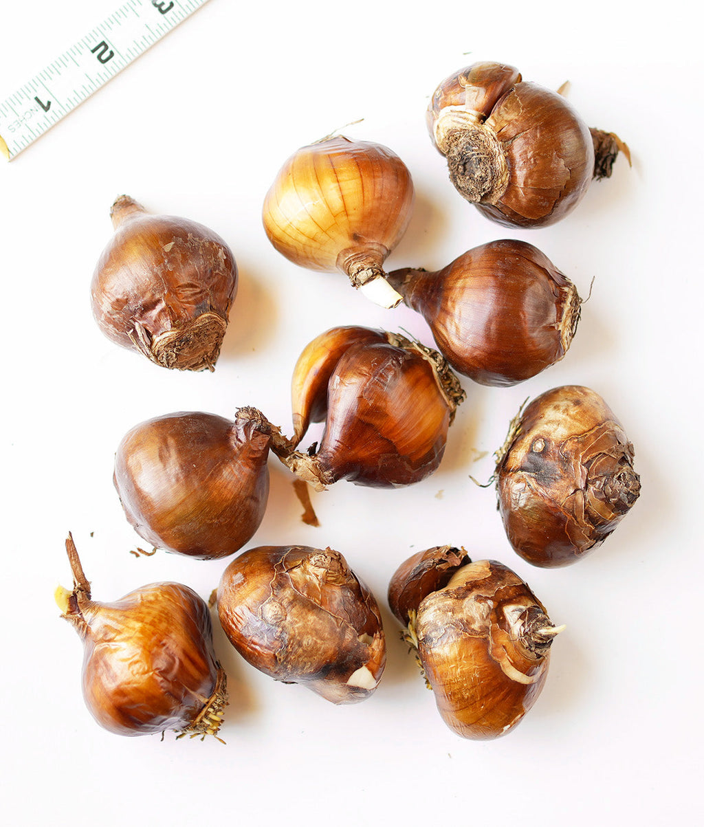 Ziva Jumbo Paperwhites - 10 bulbs