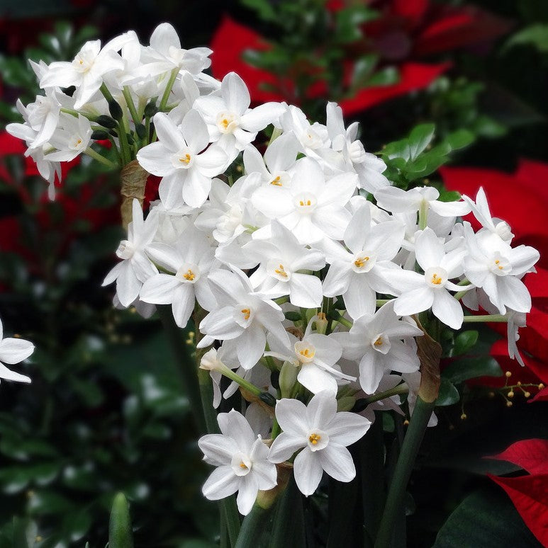 Narcissus - Paperwhite Ziva (14/15 cm)