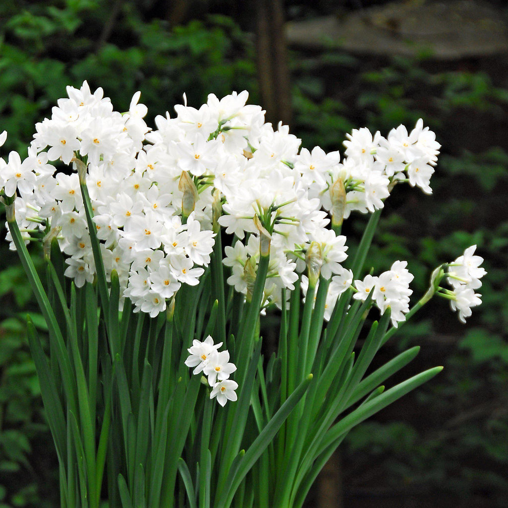 Narcissus - Paperwhite Ziva (14/15 cm)