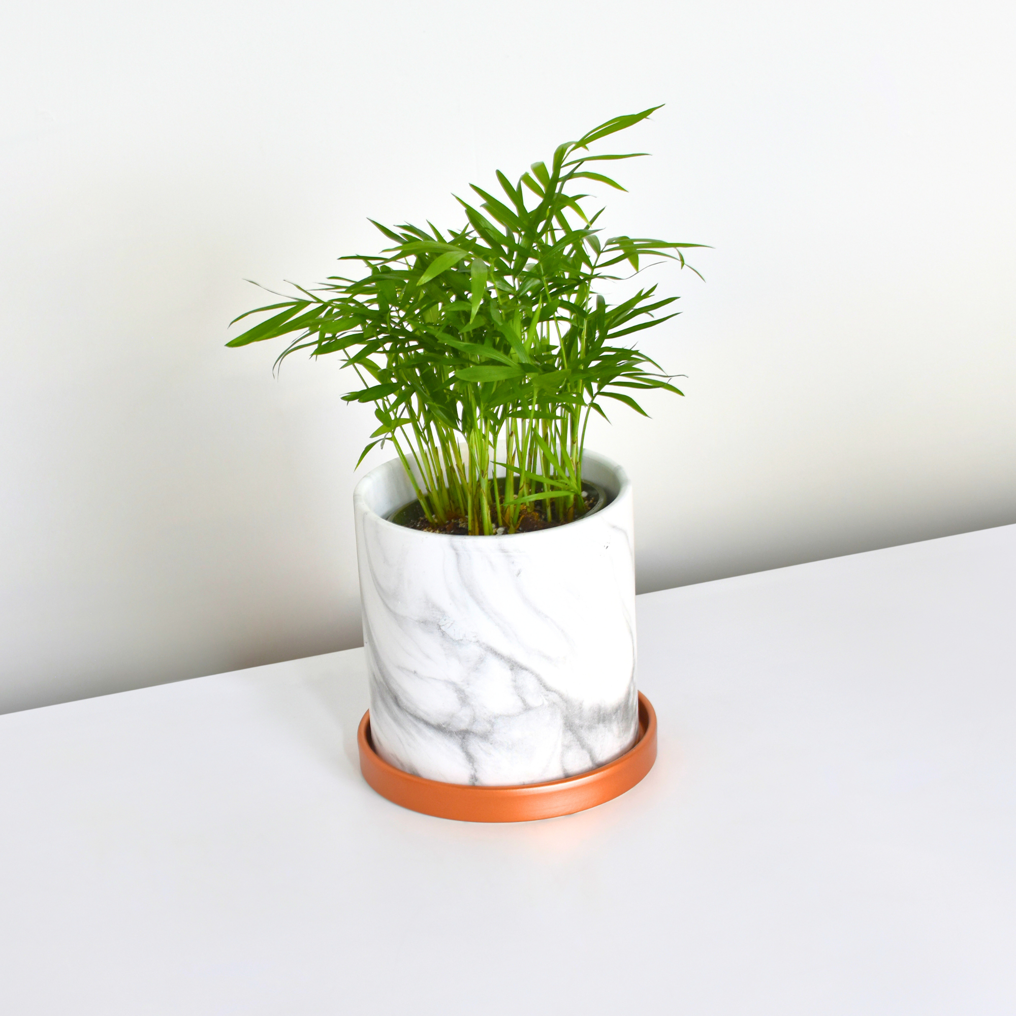 Parlor Palm Neanthe Bella Plant