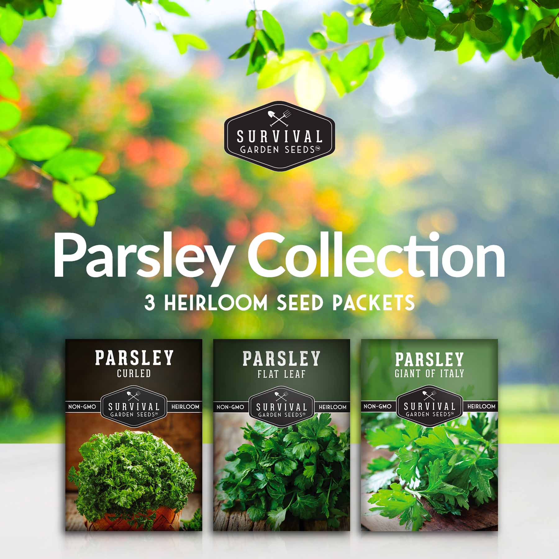 Parsley Seeds for Planting – 3 Varieties: Italian Giant, Curly, and Flat Leaf Parsley for Indoor or Outdoor Herb Gardens
