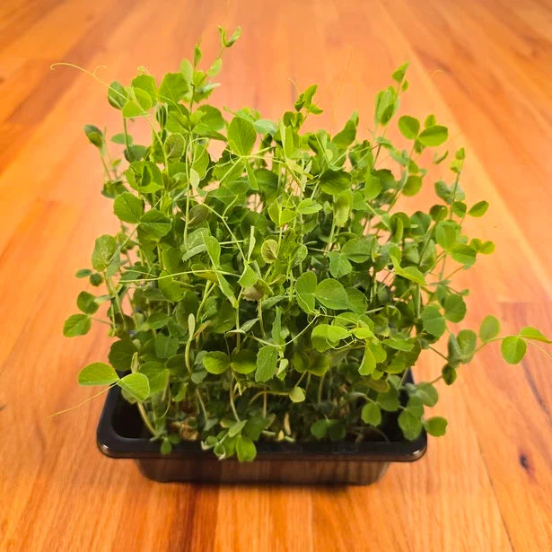 Pea Shoots (Field)